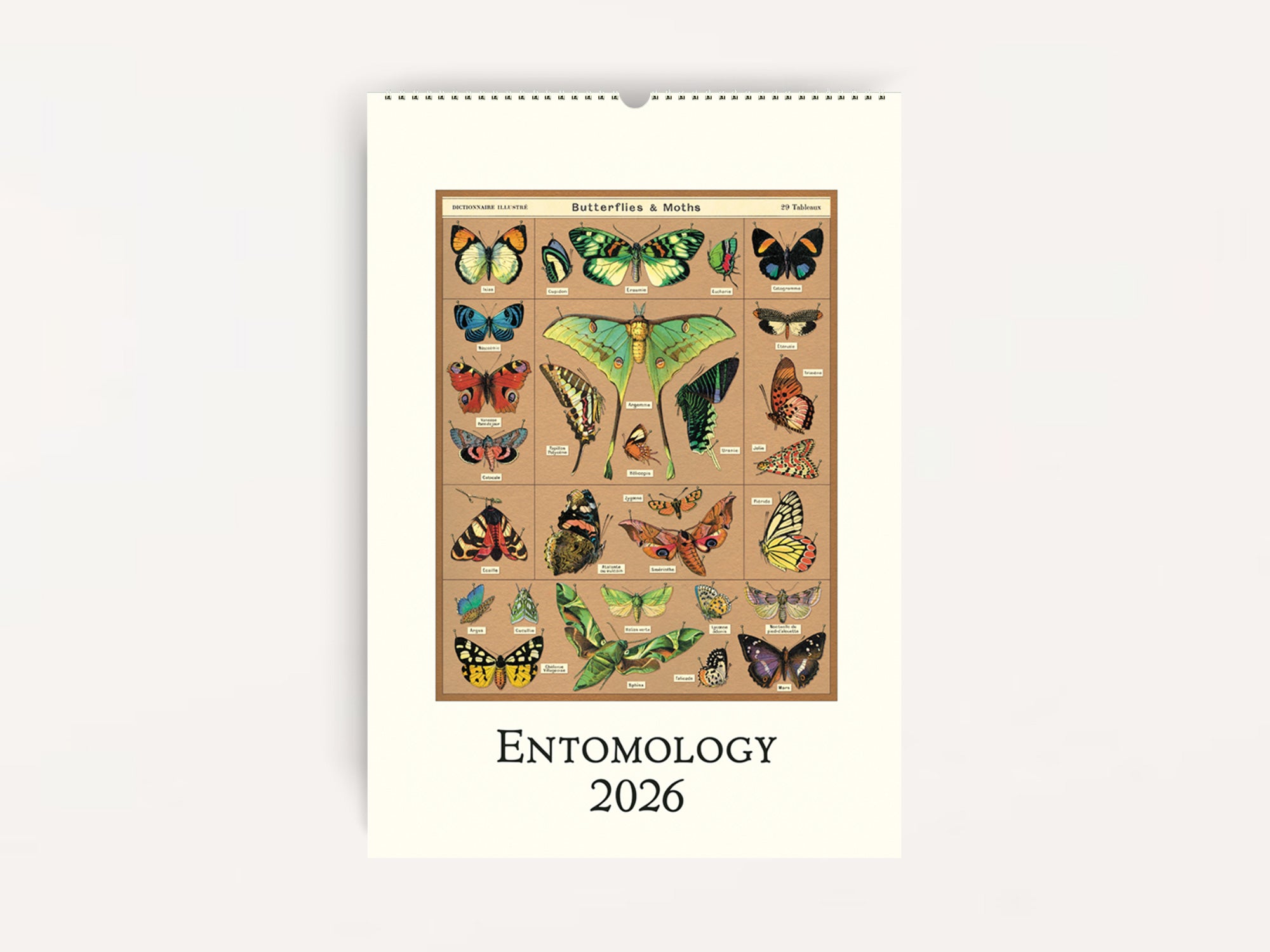 Cavallini 2026 WALL Calendar - Entomology