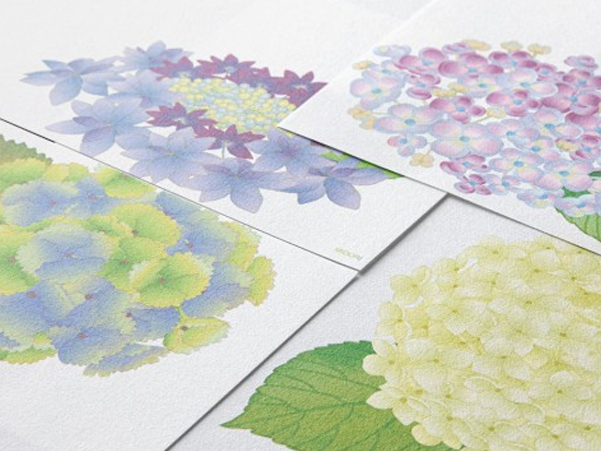 Midori Seasonal Letter Pad - 165 Four Designs Hydrangea