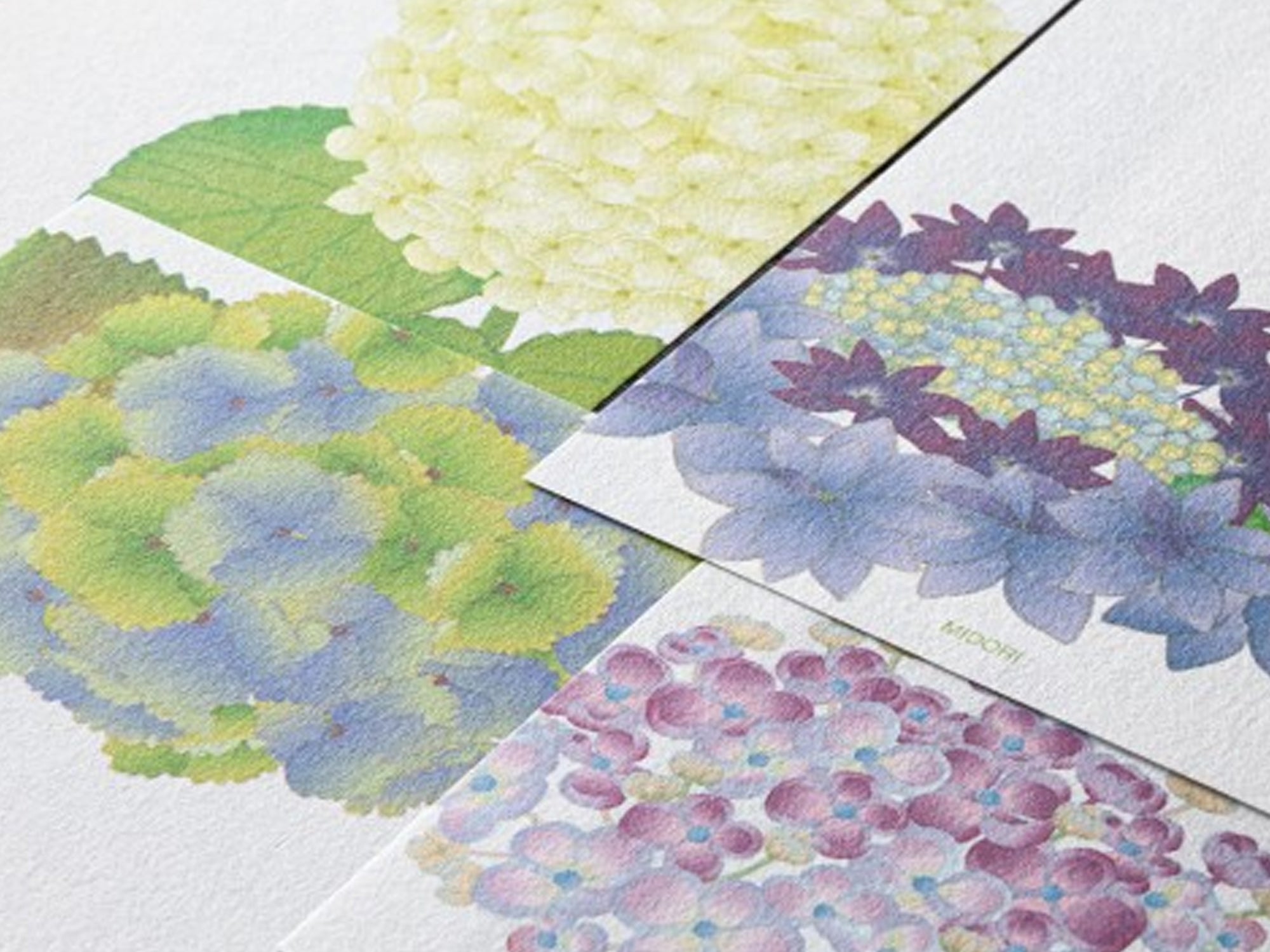 Midori Seasonal Memo Letter Pad - 585 Four Designs Hydrangea