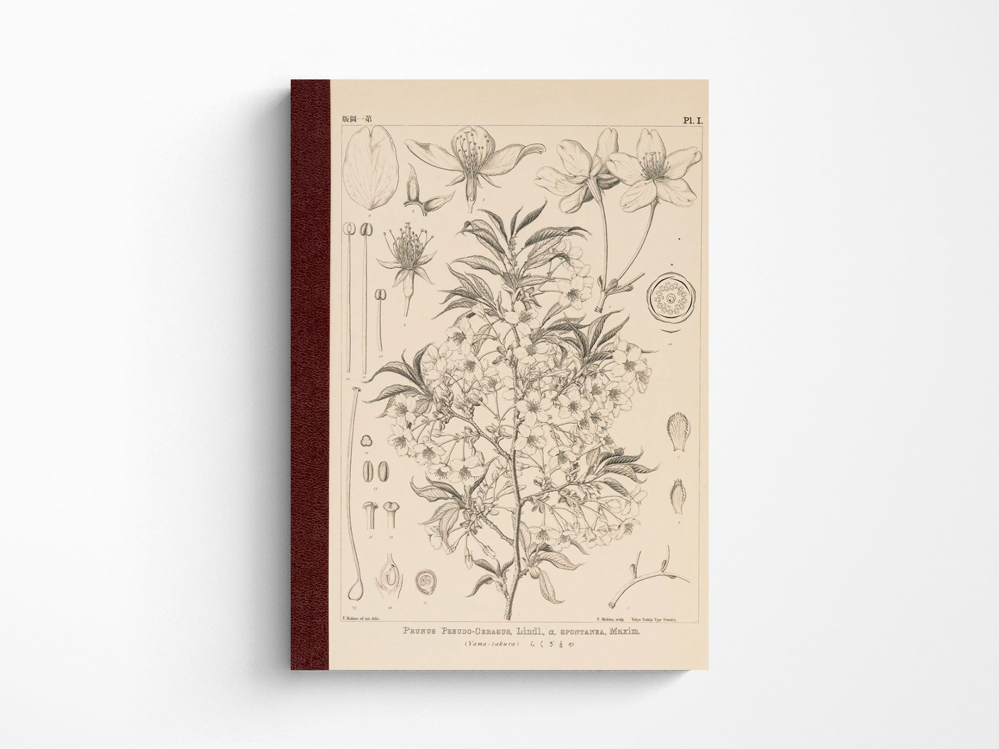Tomitaro Makino: Hobonichi Graph Notebook A5 - Yamazakura