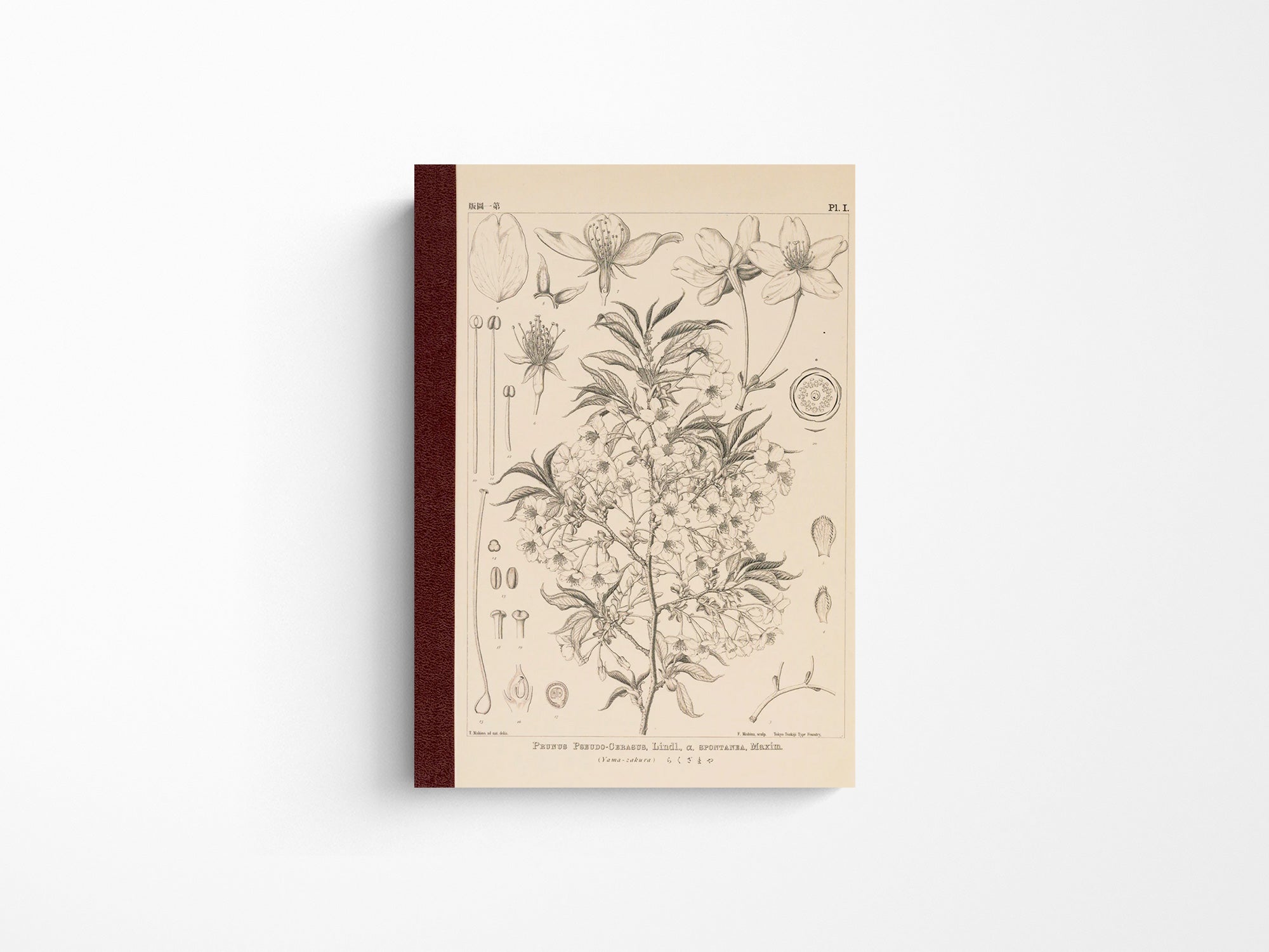 Tomitaro Makino: Hobonichi Graph Notebook A6 - Yamazakura